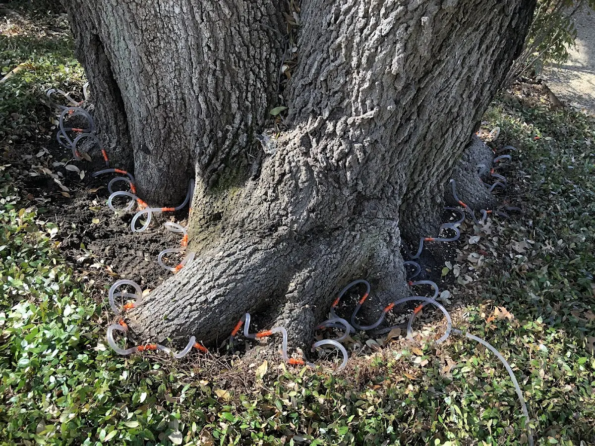 Detailed Tree Cabling and Bracing job site in Greenview